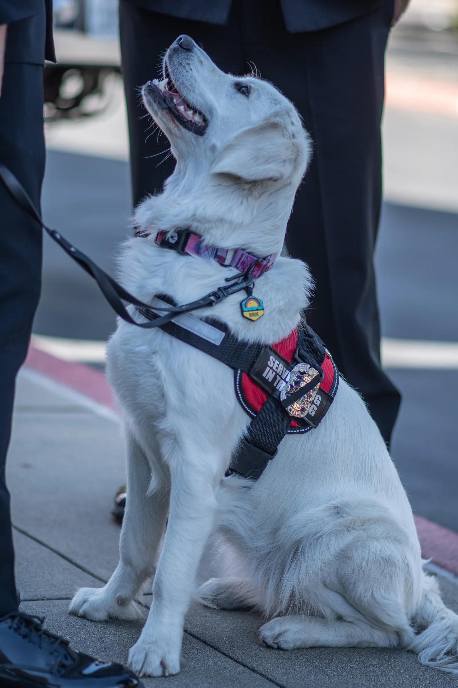 A cream golden retriever in a service-dog-in-training vest, sitting and looking up at her handler
