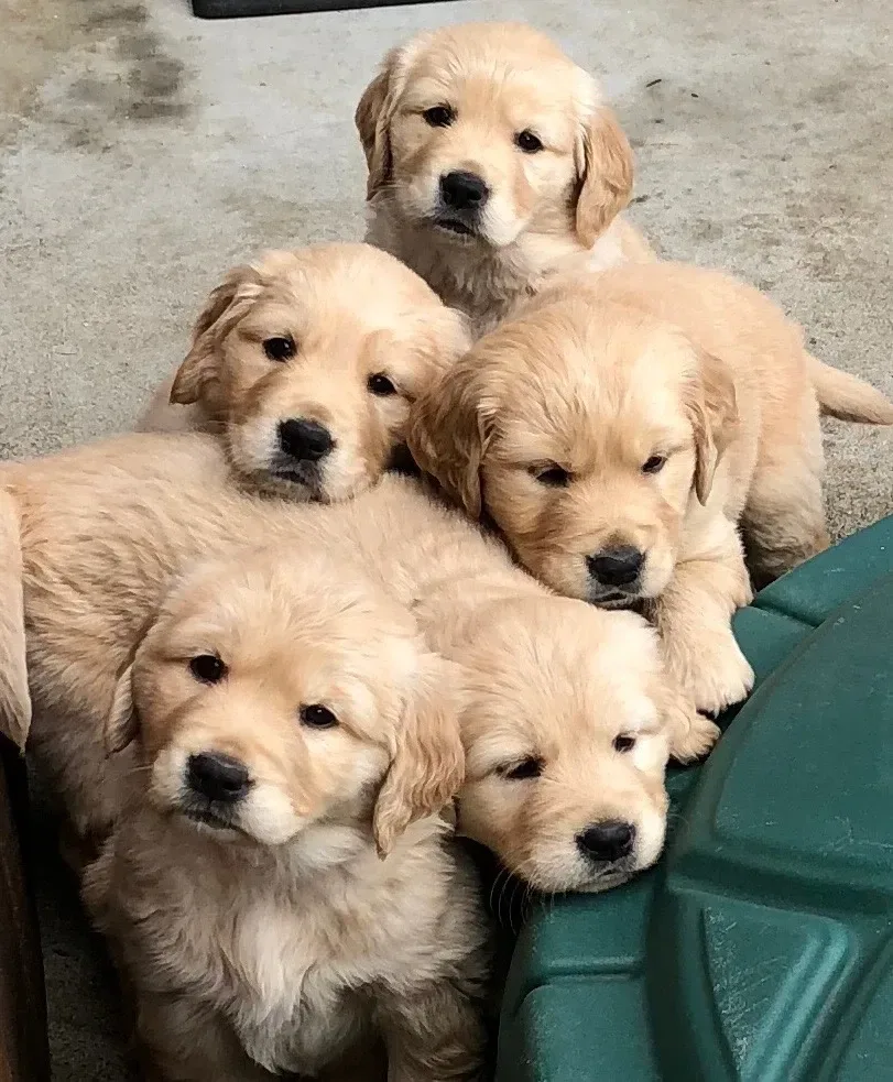 Five golden retriever puppies piled together, looking at the camera